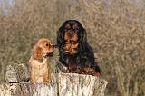 CAVALIER KING CHARLES 401
